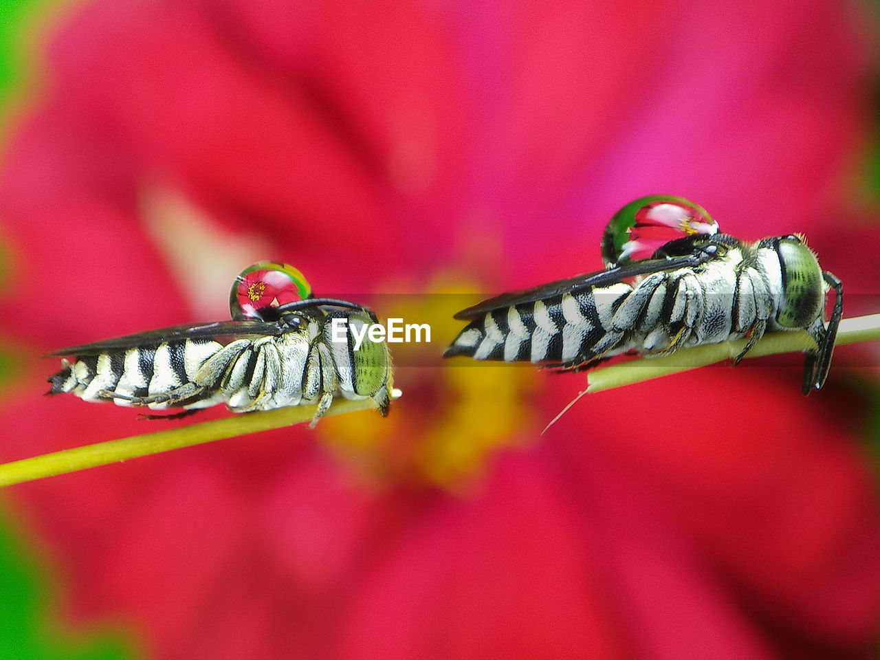 CLOSE-UP OF INSECT ON FLOWER