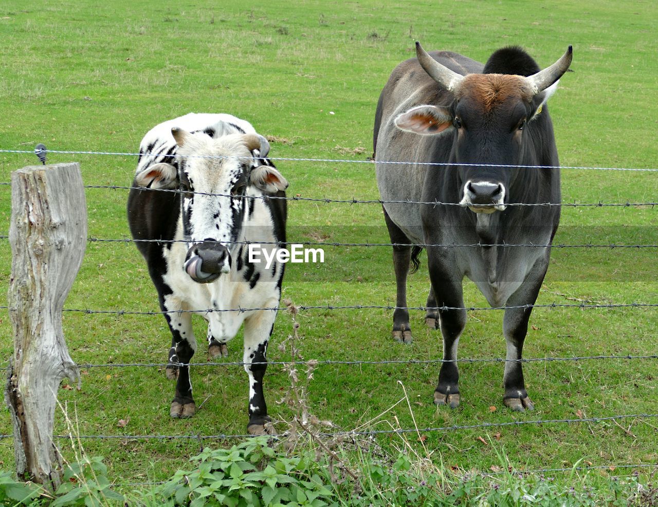 HORSES STANDING IN FARM