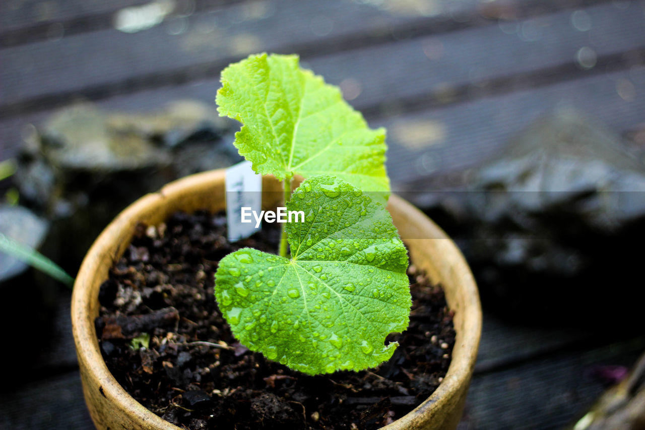 CLOSE-UP OF YOUNG PLANT WITH FALLEN LEAF