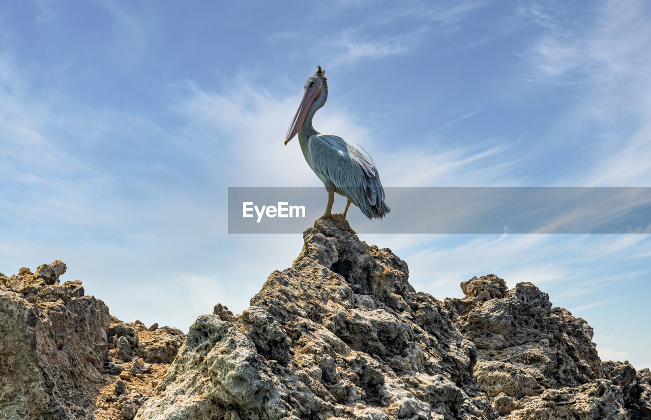 Pelican standing on rocky surface