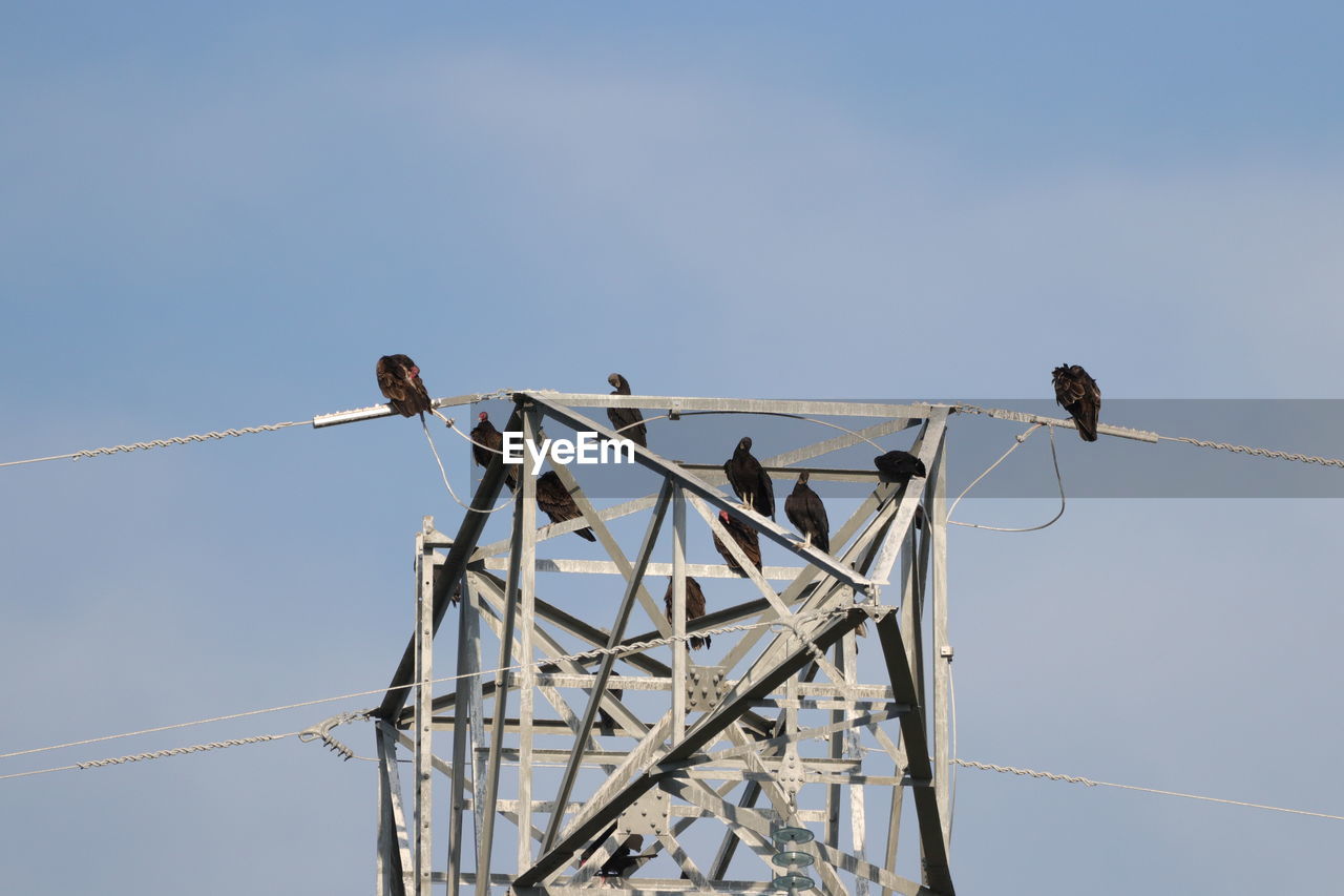 Low angle view of bird perching on cable against clear sky turkey vultures on power line