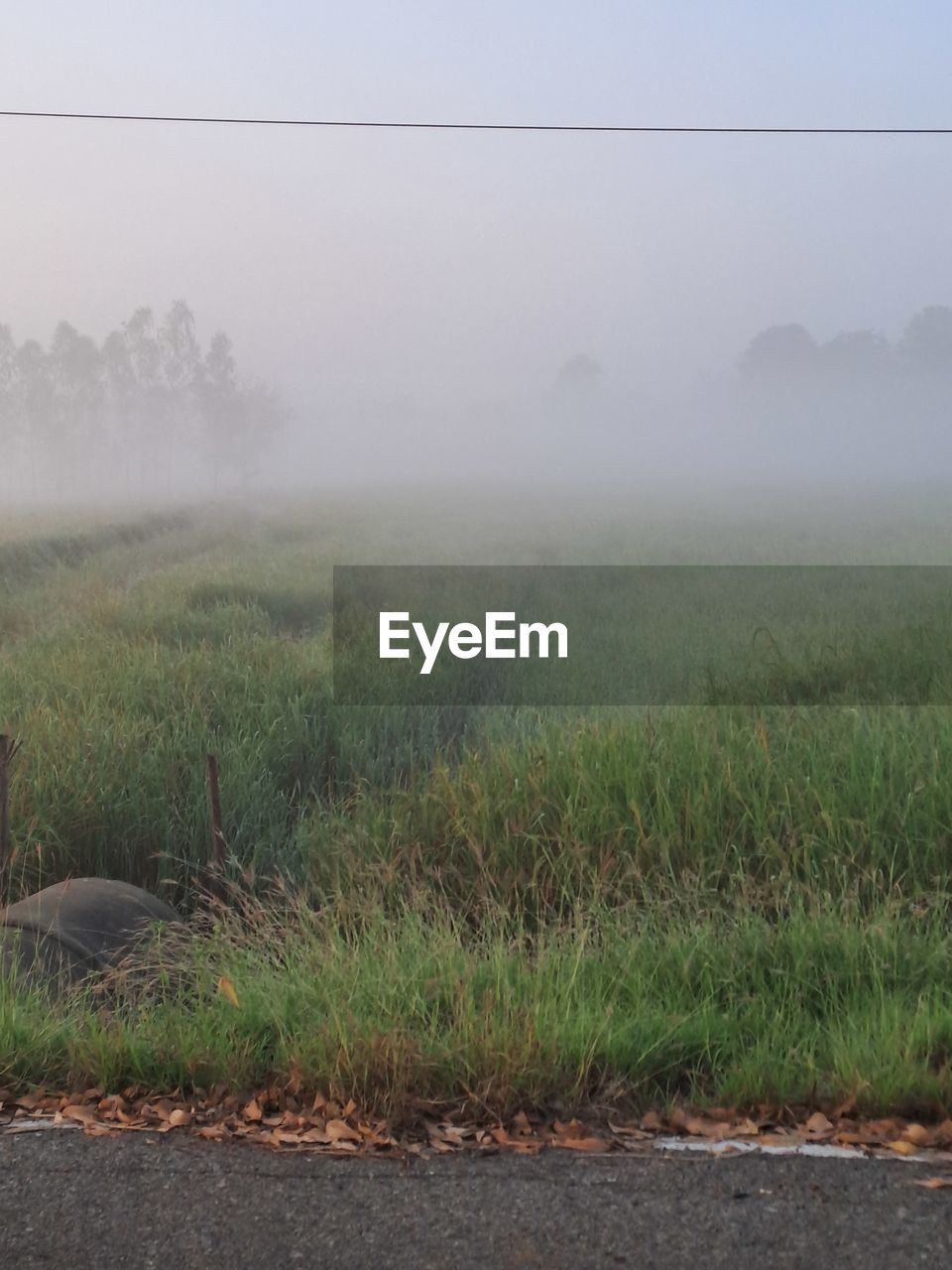green, nature, plant, water, no people, day, beauty in nature, environment, land, outdoors, grass, growth, high angle view, tranquility, scenics - nature, landscape, tree, fog, field