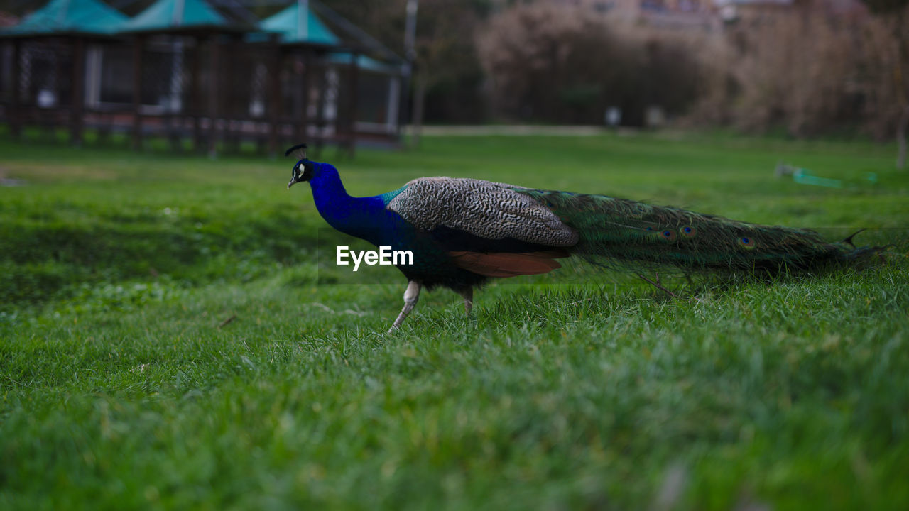 PEACOCK ON A FIELD