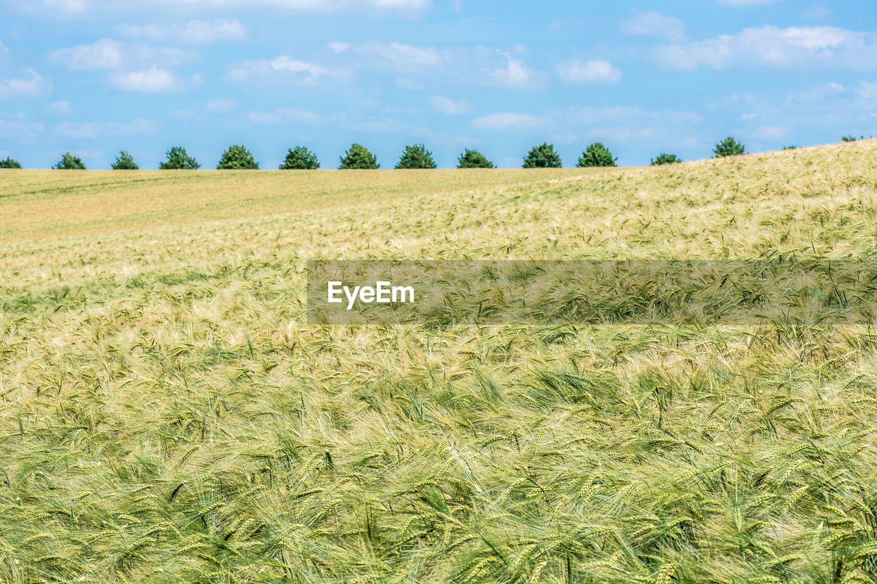 Scenic view of grassy field against sky