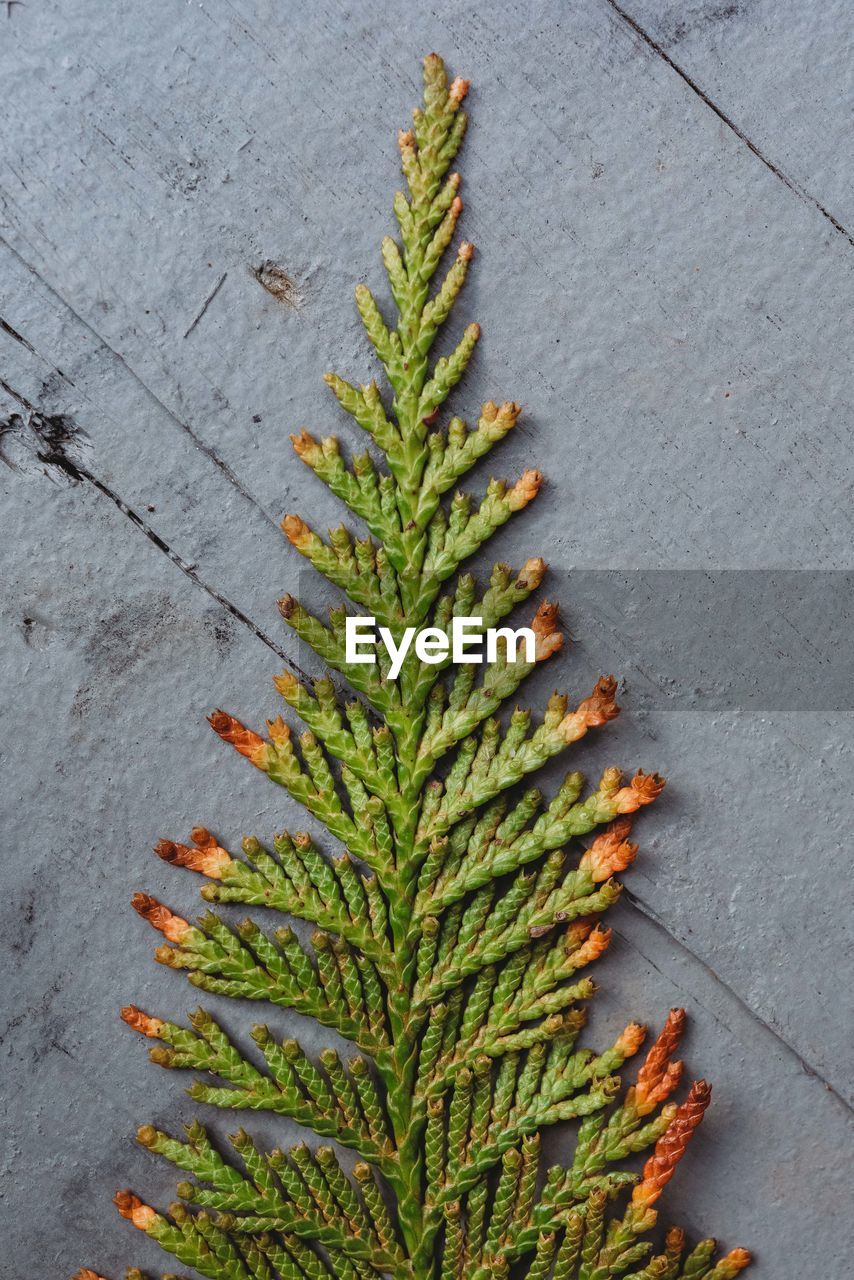 HIGH ANGLE VIEW OF COCONUT PALM TREE