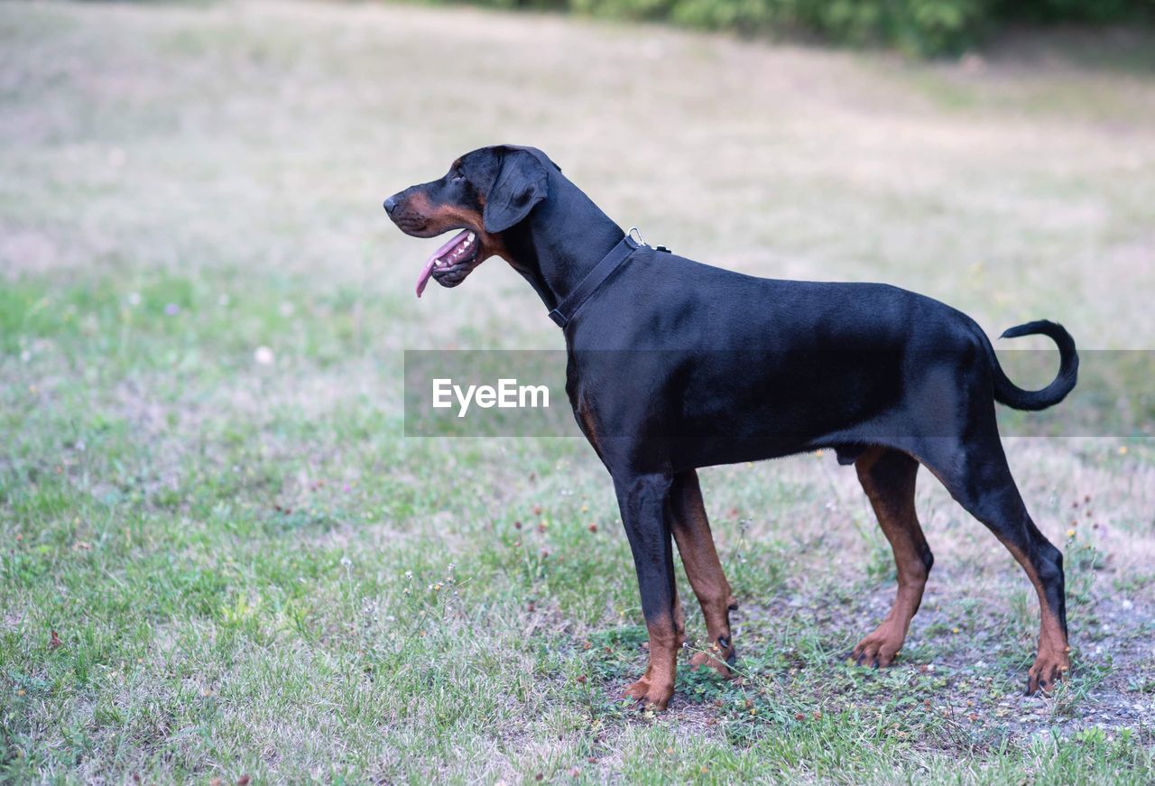 Big black doberman happy pets life concept dog paw 