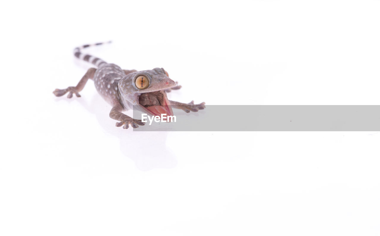 HIGH ANGLE VIEW OF A LIZARD