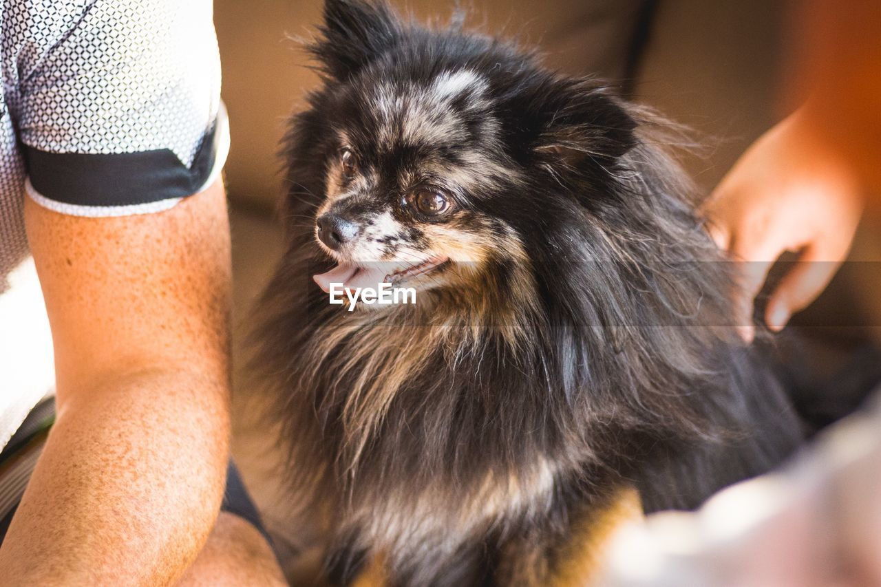 Midsection of man with dog sitting at home