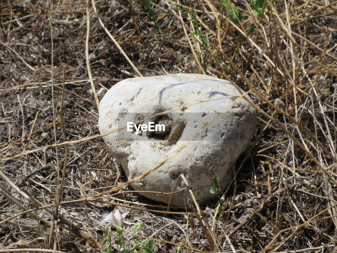 HIGH ANGLE VIEW OF ANIMAL SKULL ON GROUND