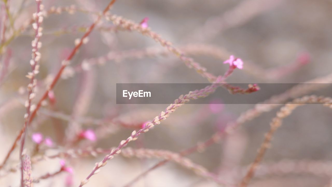 frost, pink, close-up, flower, leaf, branch, macro photography, plant, blossom, nature, no people, spring, twig, petal, beauty in nature, freshness, selective focus, focus on foreground, outdoors, growth, day, moisture, tree, flowering plant, freezing, winter, plant stem, fragility, springtime