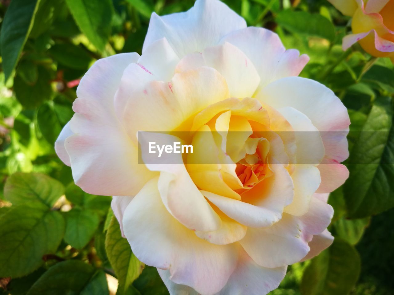 MACRO SHOT OF PINK ROSE