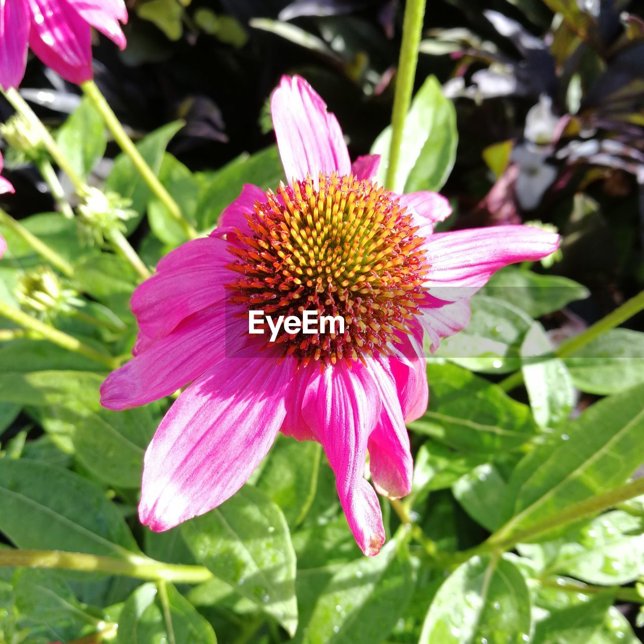 CLOSE-UP OF GERBERA BLOOMING OUTDOORS