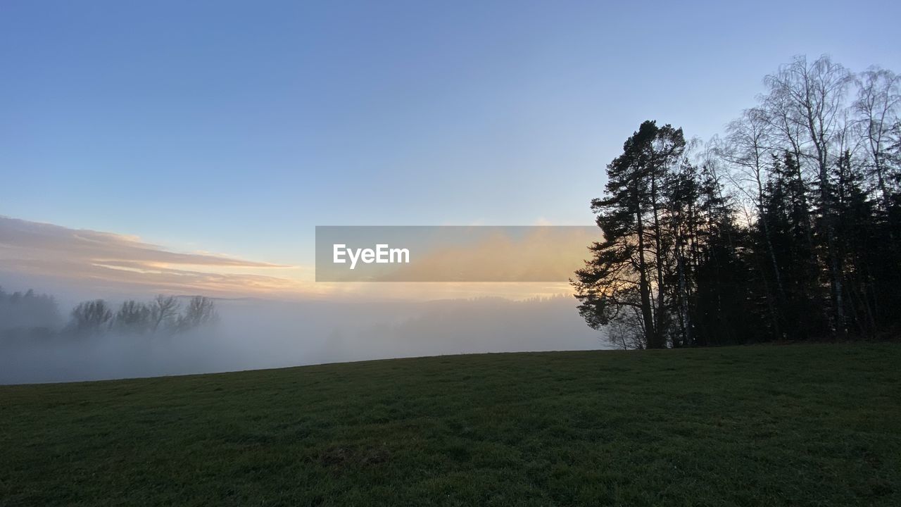 TREE ON FIELD AGAINST SKY