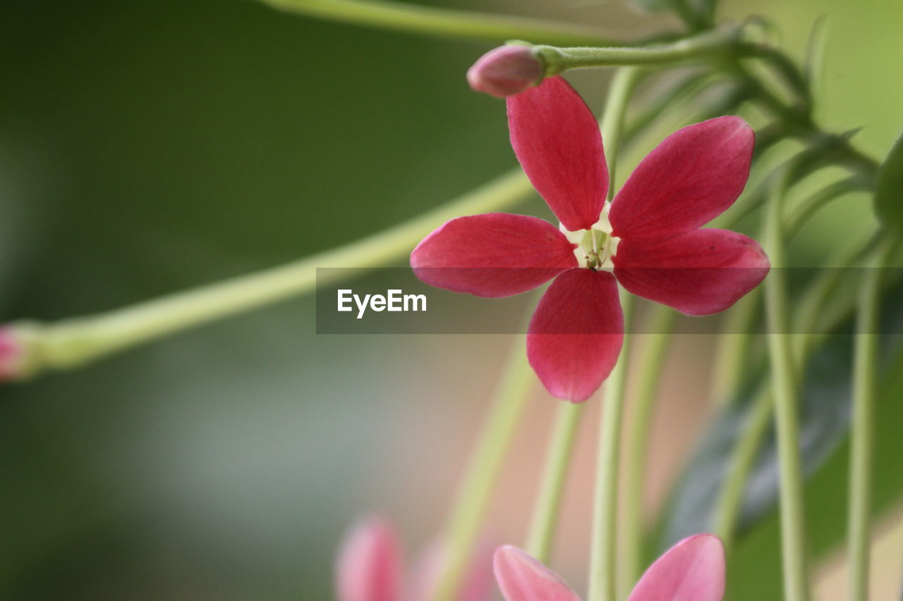 Close-up of pink flower