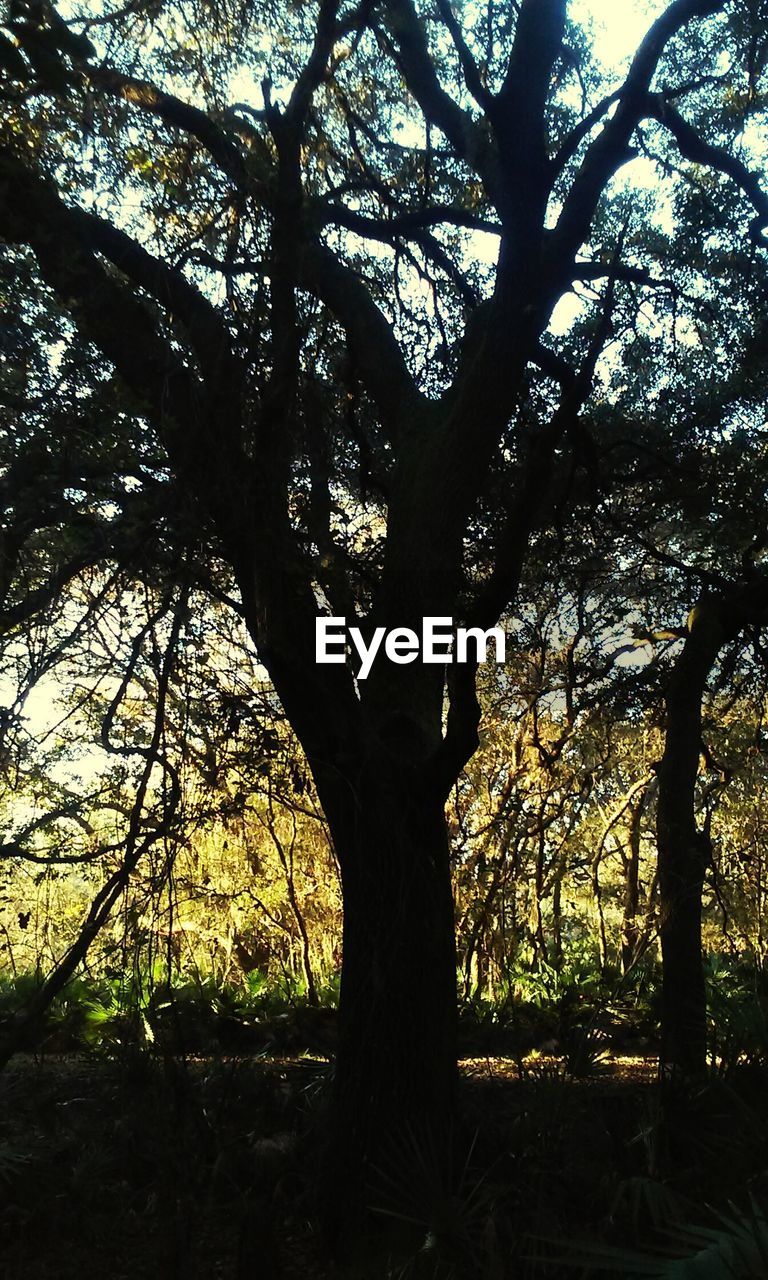 Trees growing on field at forest