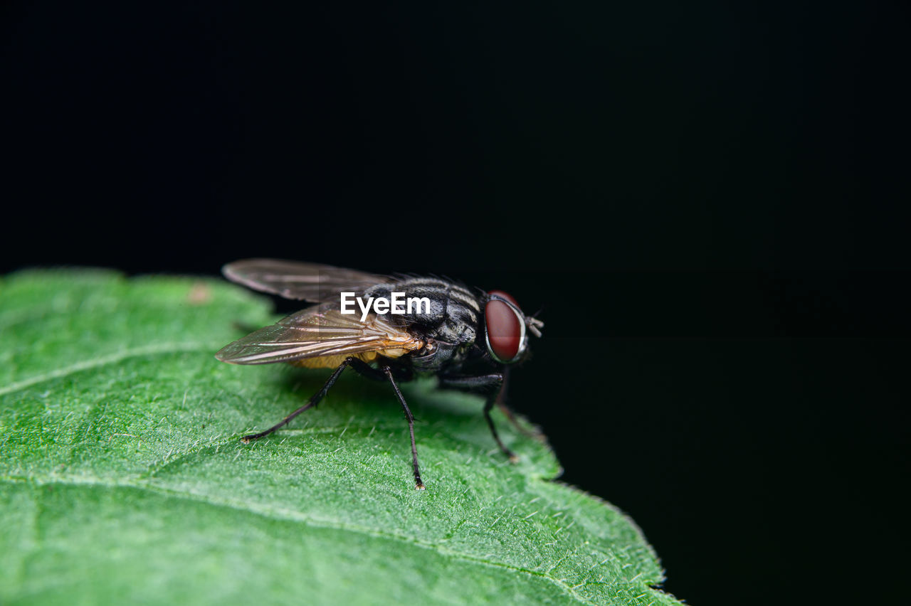 CLOSE-UP OF FLY ON LEAF