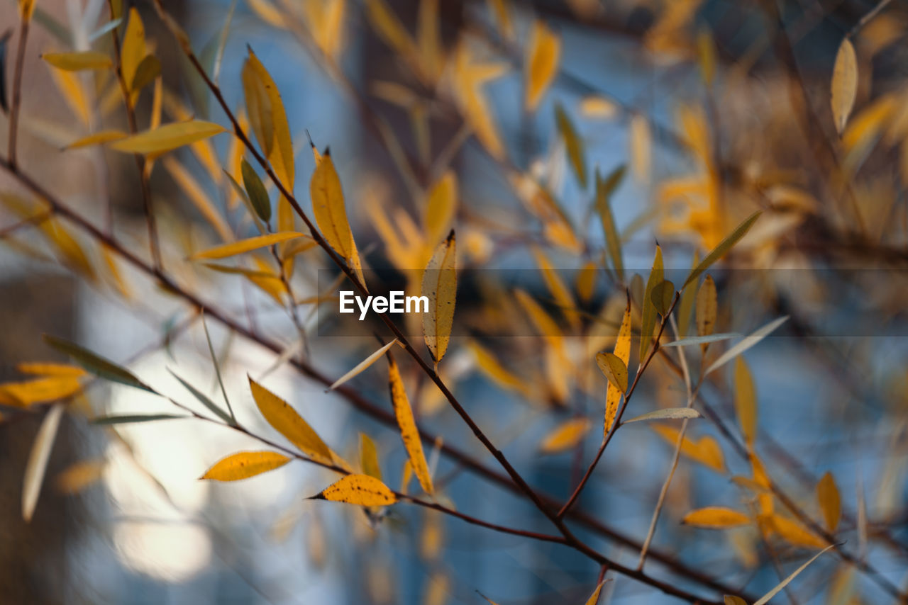 Close-up of dry leaves on plant during autumn