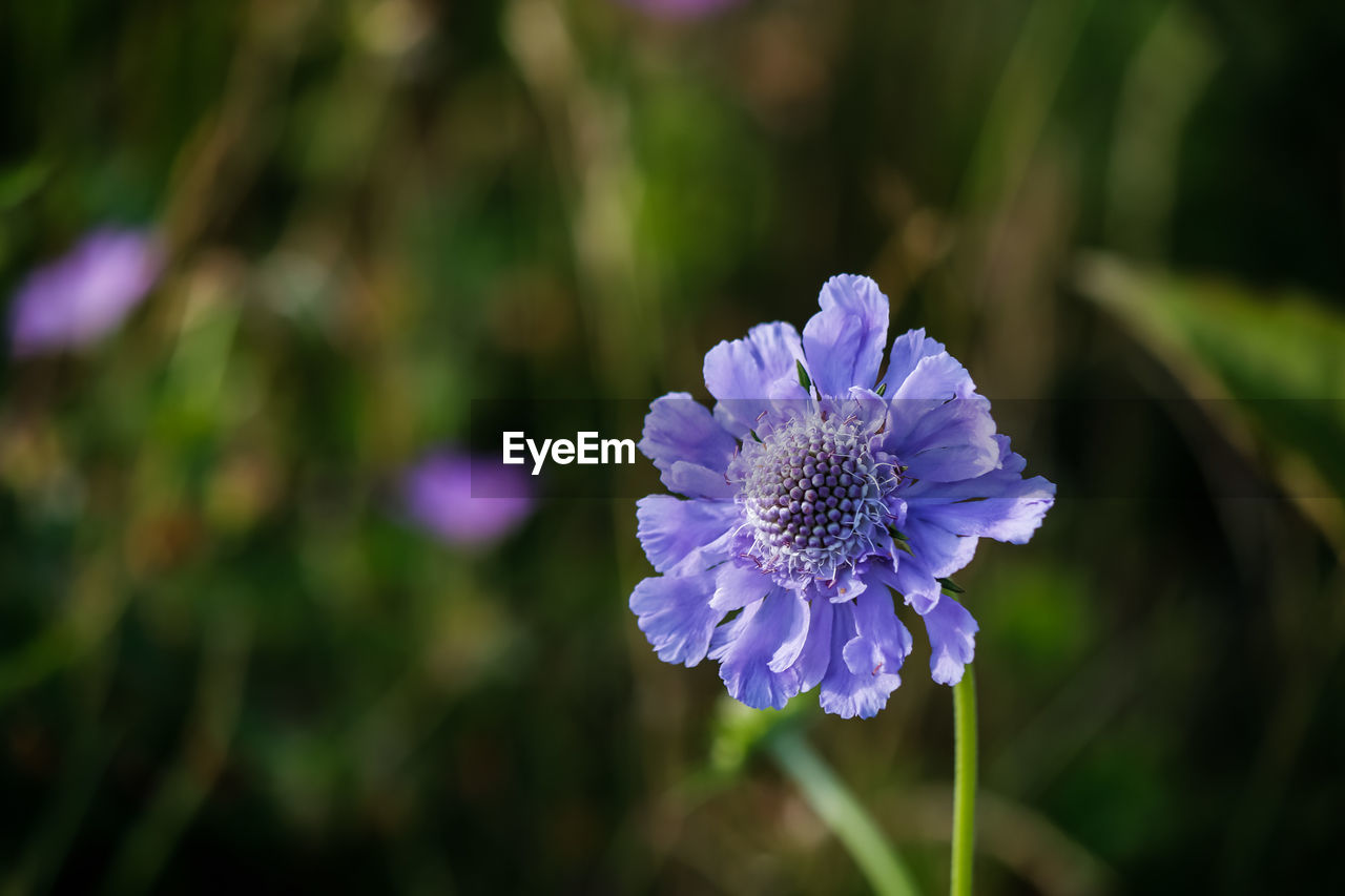 Close-up of purple flower