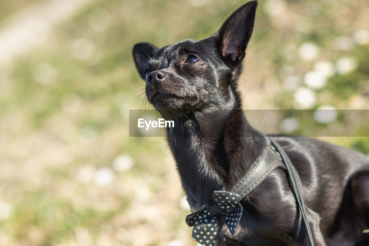 Close-up of a dog looking away