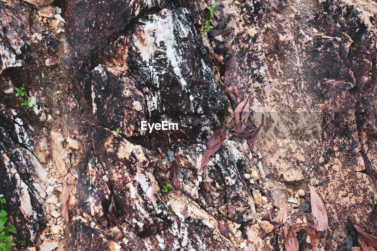 CLOSE-UP OF TREE TRUNK IN FOREST