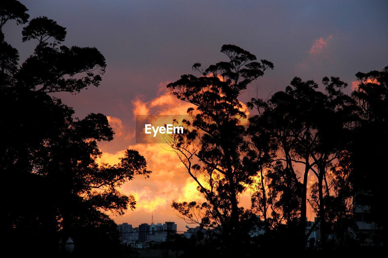 SILHOUETTE OF TREES AT SUNSET