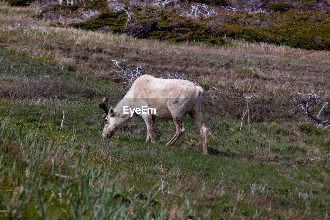 animal, animal themes, mammal, wildlife, plant, grass, domestic animals, field, livestock, land, grazing, animal wildlife, pasture, meadow, nature, one animal, deer, no people, pet, wilderness, grassland, agriculture, herd, landscape, day, standing, side view, outdoors, prairie, environment, rural area, herbivorous, full length, growth, beauty in nature, green, sheep, tundra, walking