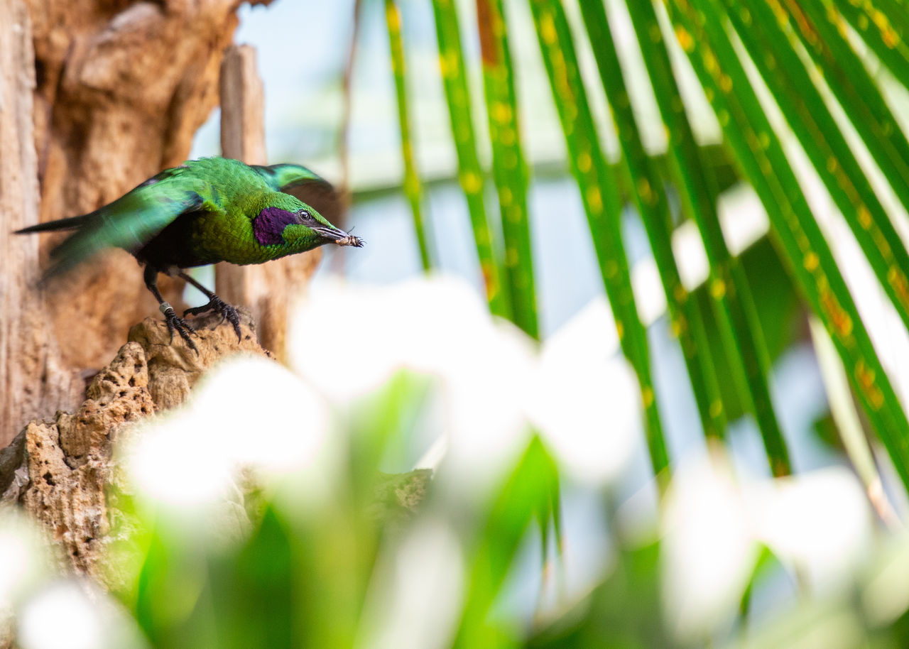 close-up of bird perching on branch