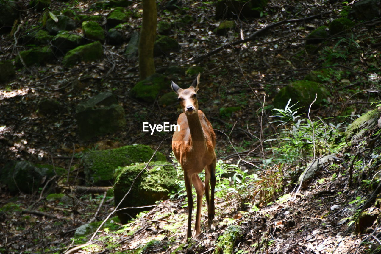 Portrait of horse standing on land in forest