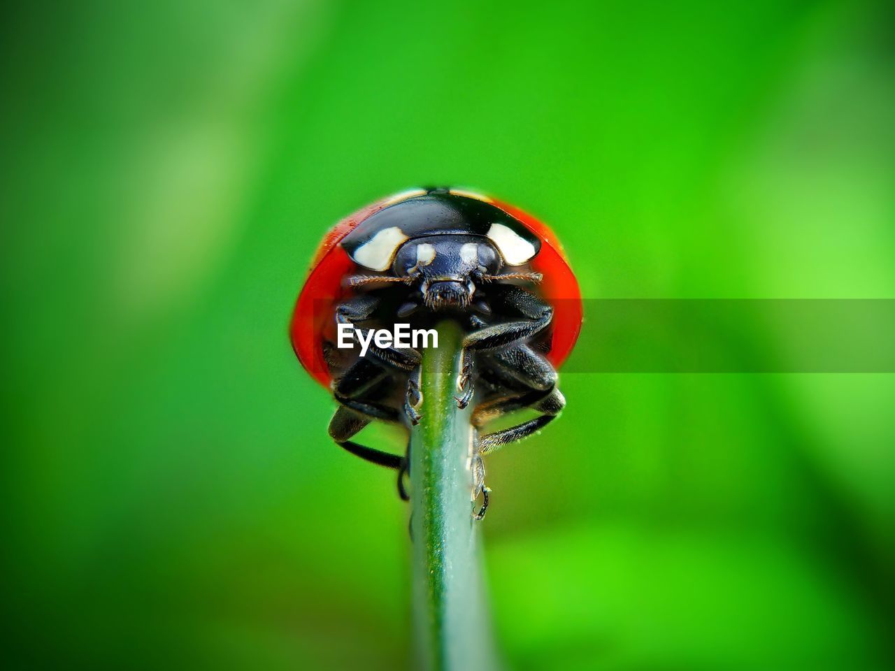 Close-up of ladybug on leaf