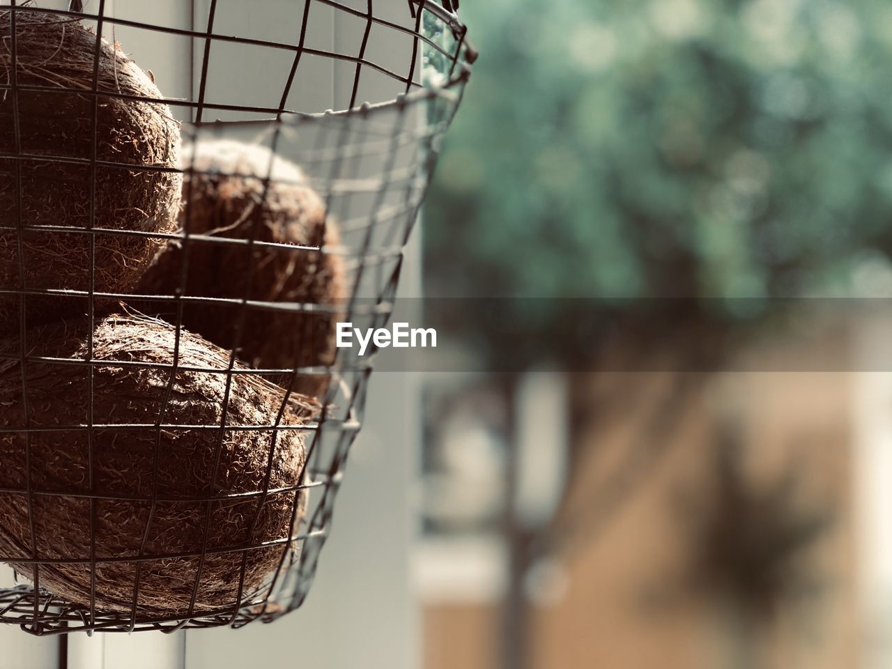 CLOSE-UP OF BIRD IN CAGE