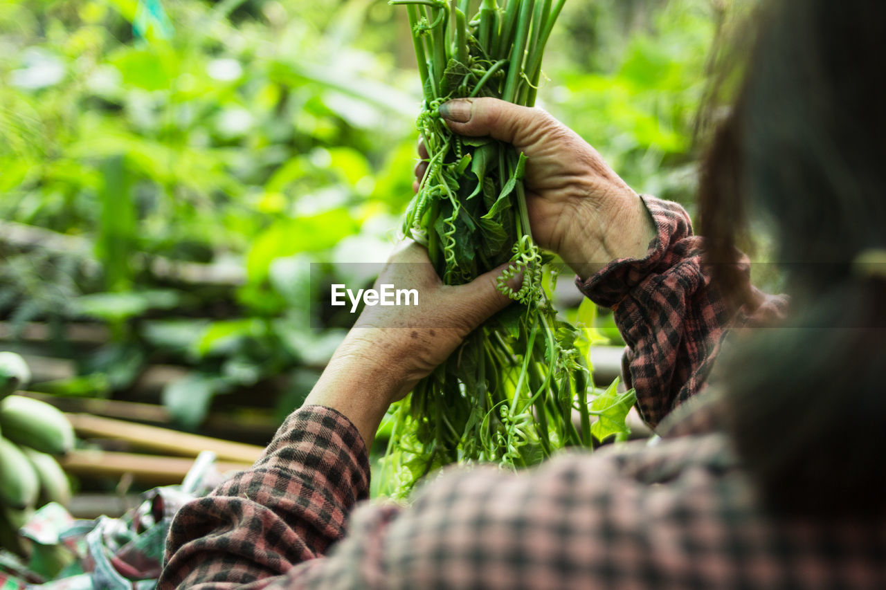 Close-up of woman holding leaves