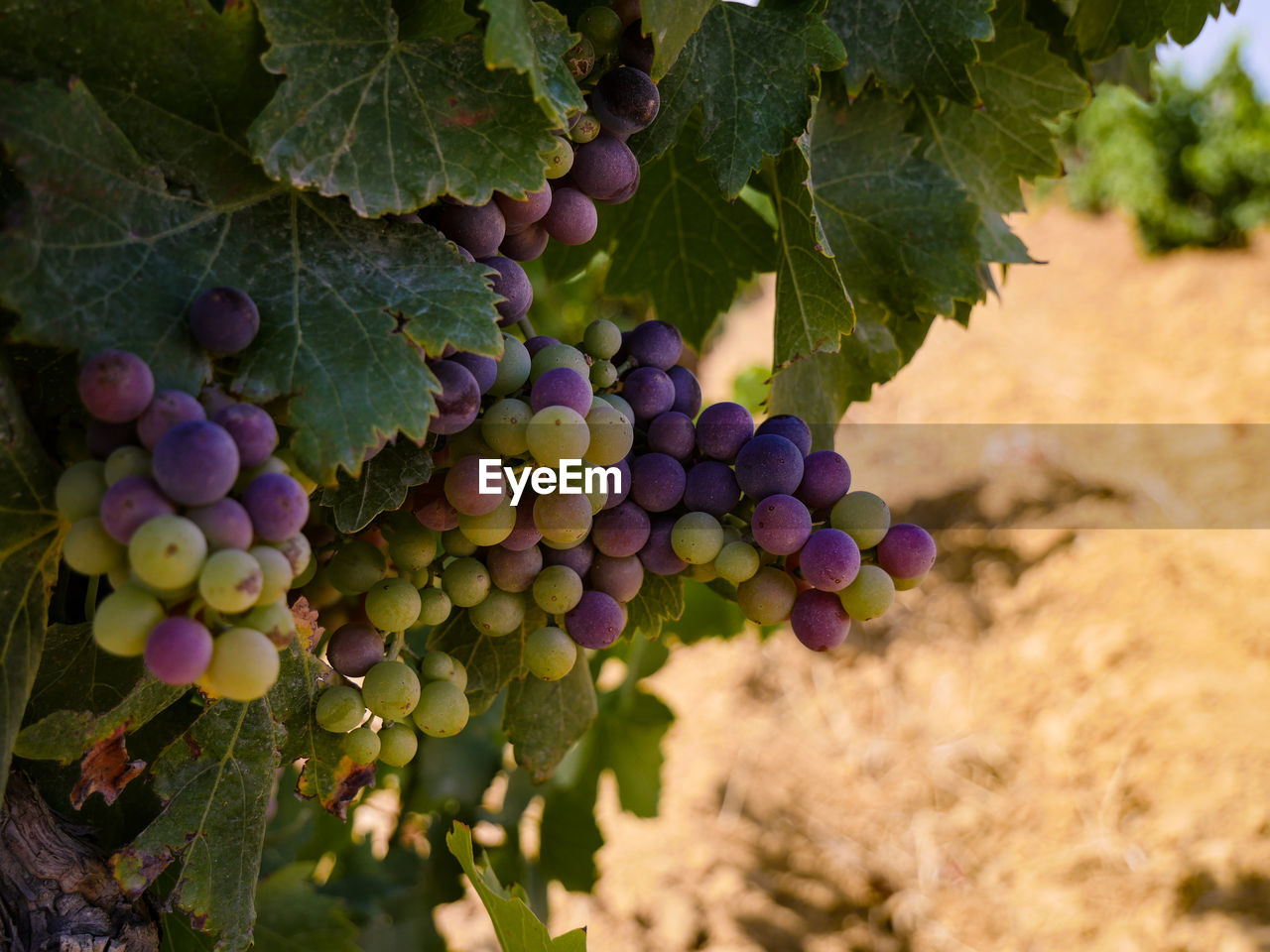 Close-up of grapes growing in vineyard