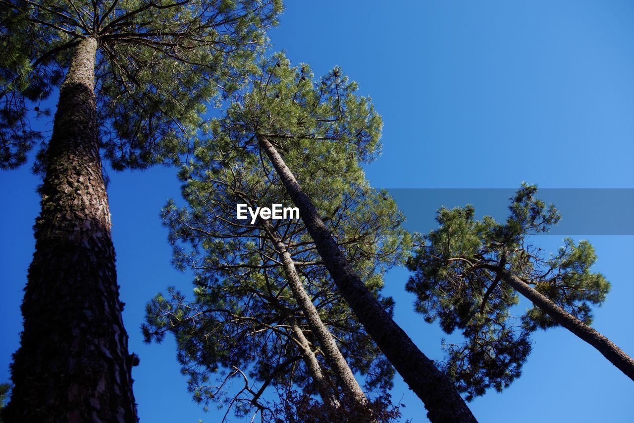 LOW ANGLE VIEW OF TREES AGAINST SKY