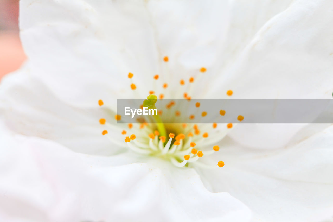 Close-up of white flower