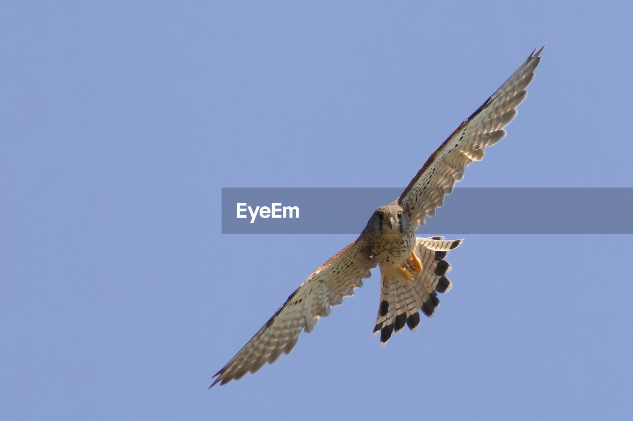 Low angle view of a kestrel  flying in sky