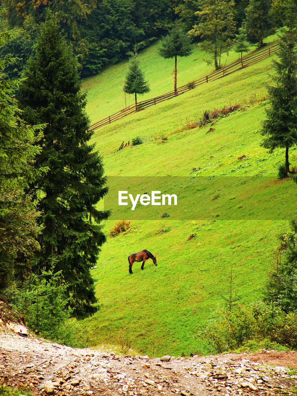 High angle view of horse grazing on green landscape