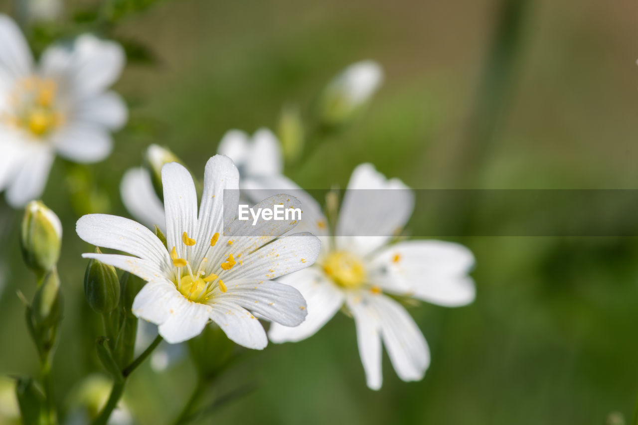 Close up of greater stitchwort flowers in bloom