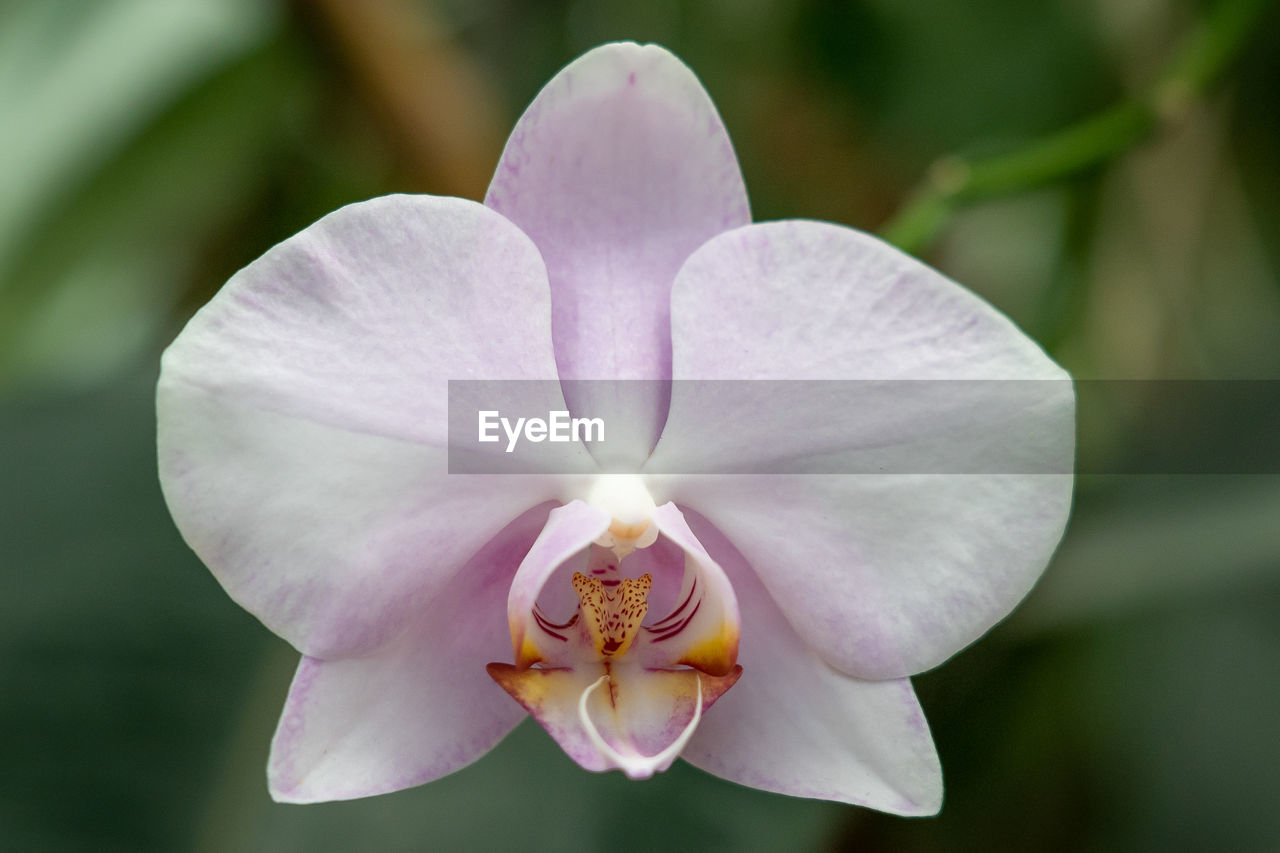 flower, flowering plant, plant, beauty in nature, freshness, petal, close-up, inflorescence, flower head, fragility, orchid, nature, macro photography, pollen, christmas orchid, growth, pink, no people, focus on foreground, blossom, stamen, botany, springtime, outdoors, white, purple, softness