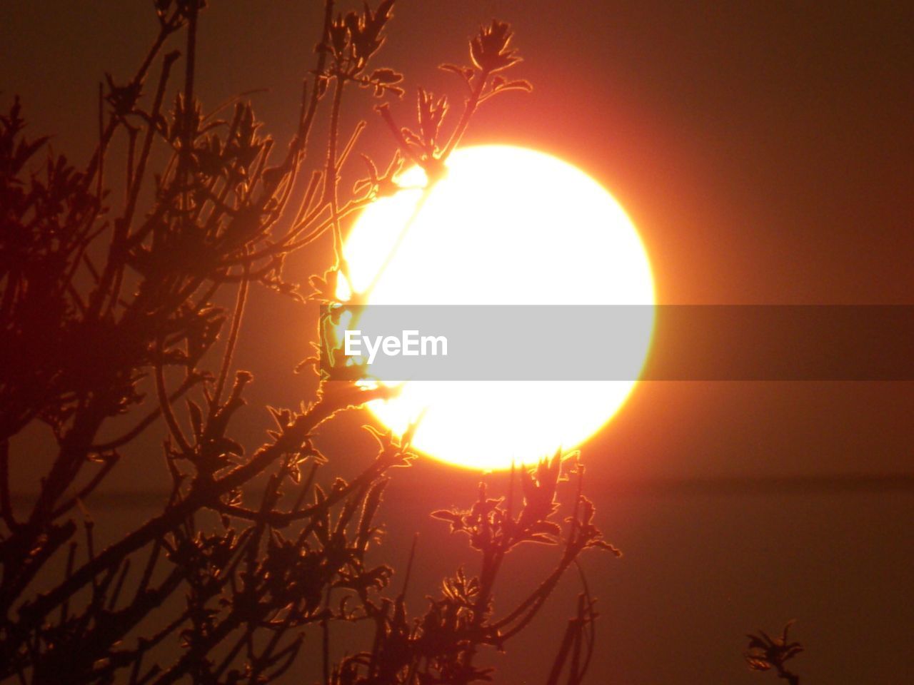 LOW ANGLE VIEW OF SILHOUETTE TREE AGAINST SUNSET SKY