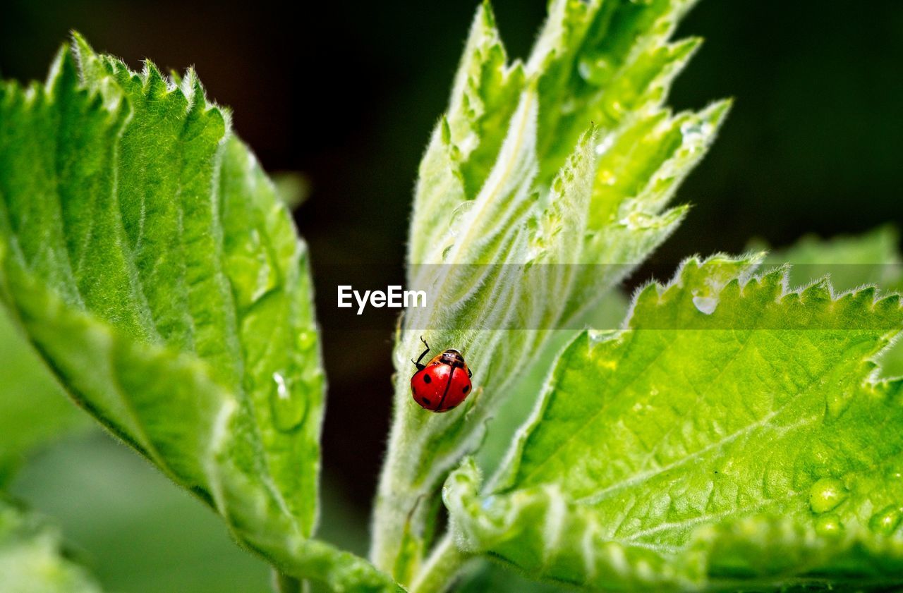 CLOSE UP OF LADYBUG ON LEAF