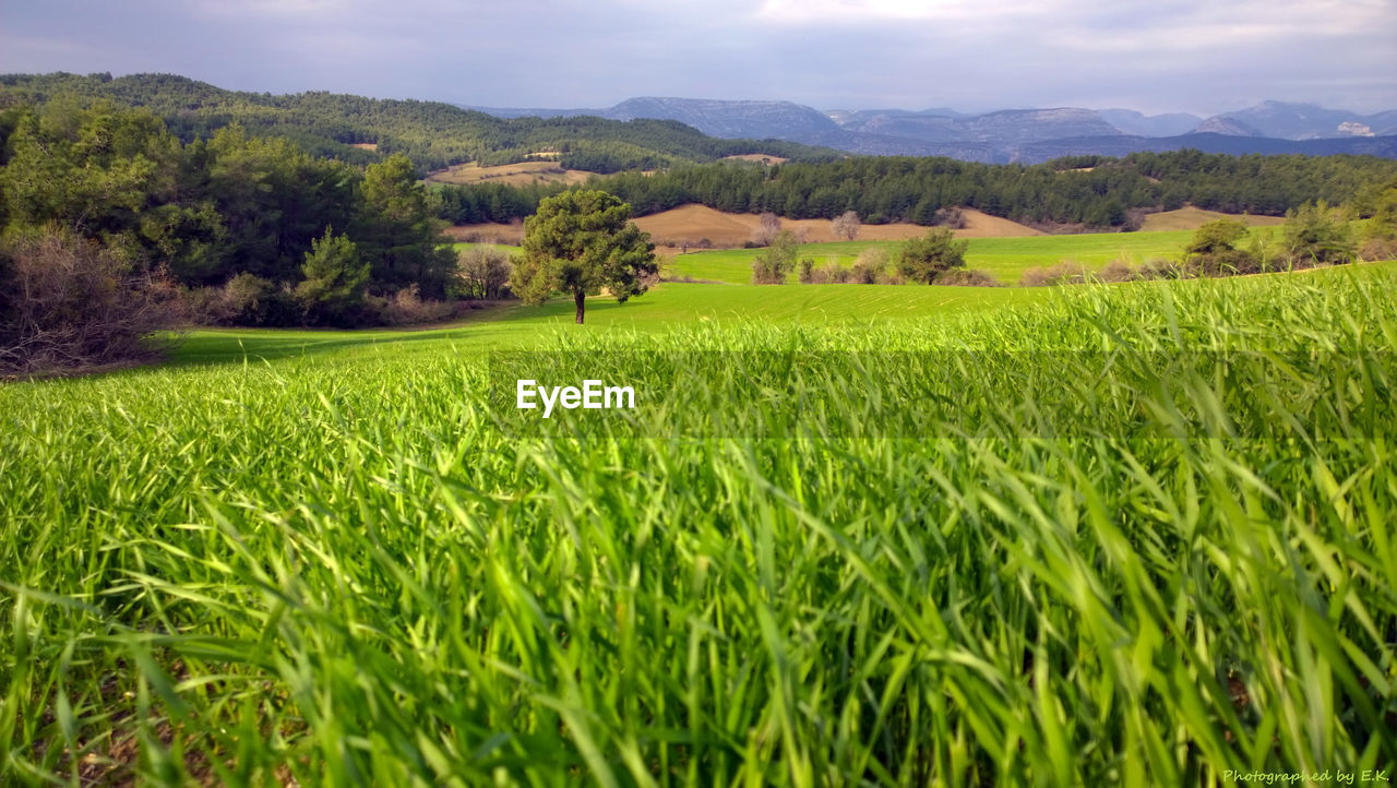 Scenic view of rice field against sky