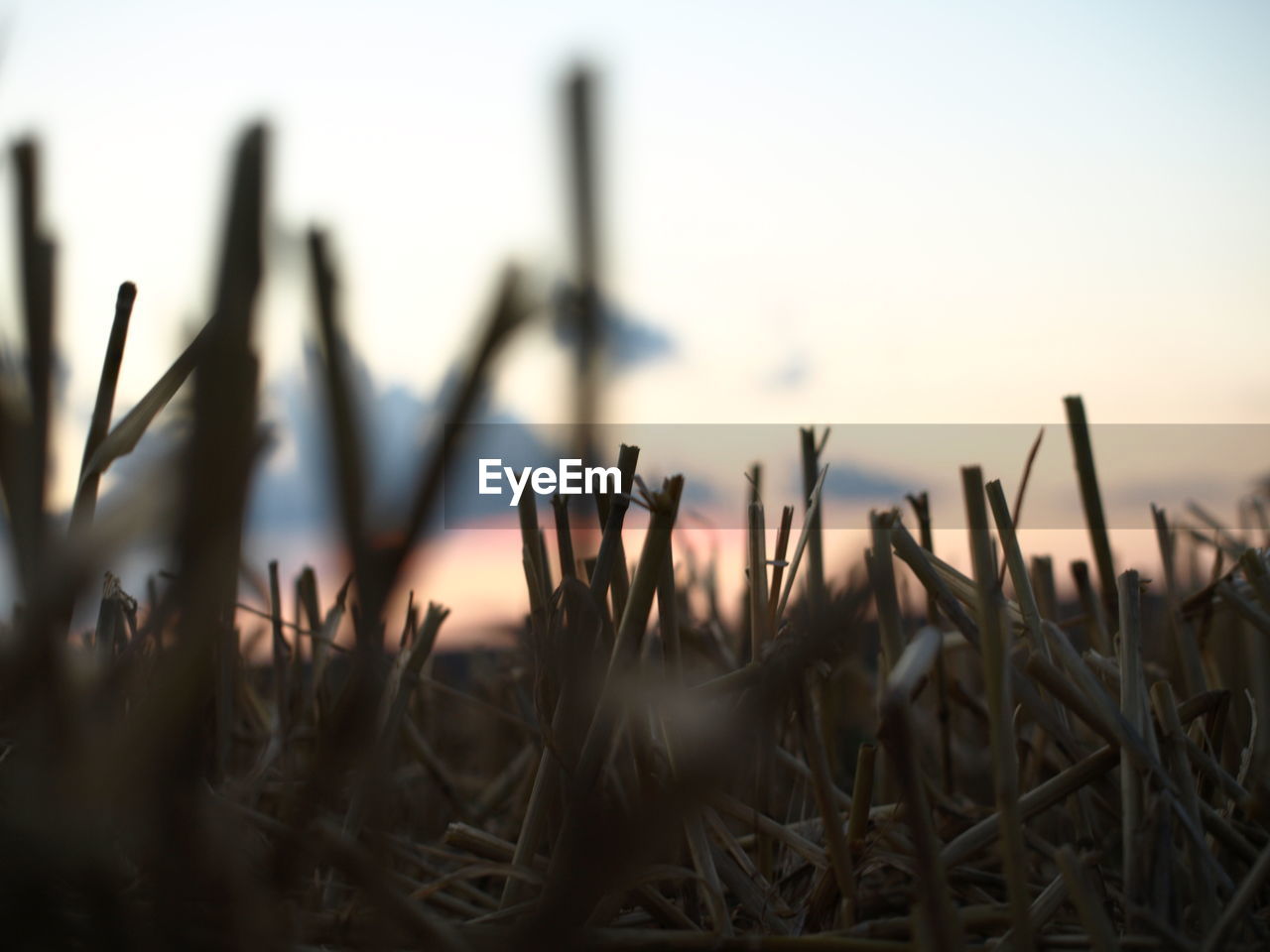 CLOSE-UP OF SILHOUETTE PLANTS AGAINST FIELD