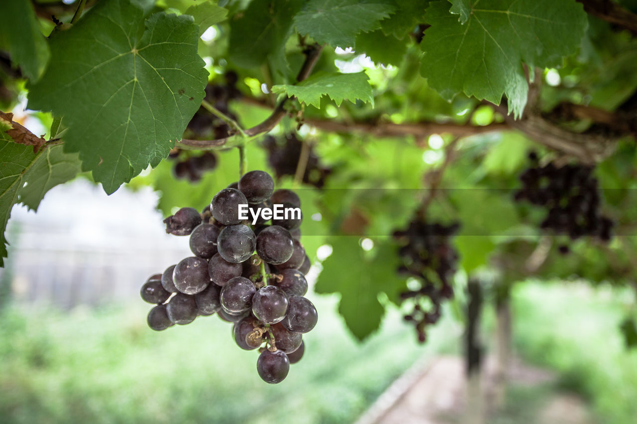 Grapes growing on vine