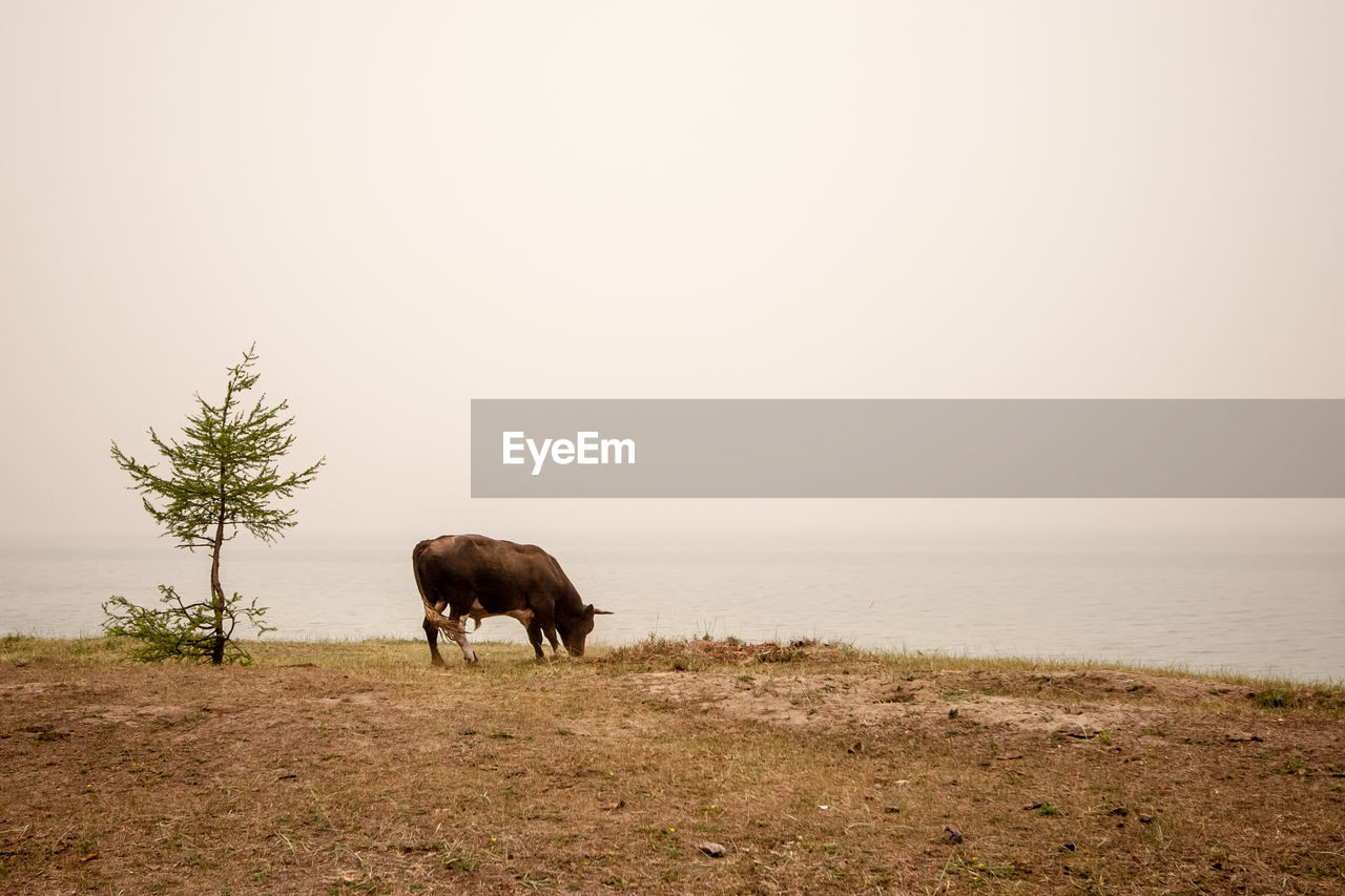 HORSES STANDING ON FIELD AGAINST SKY