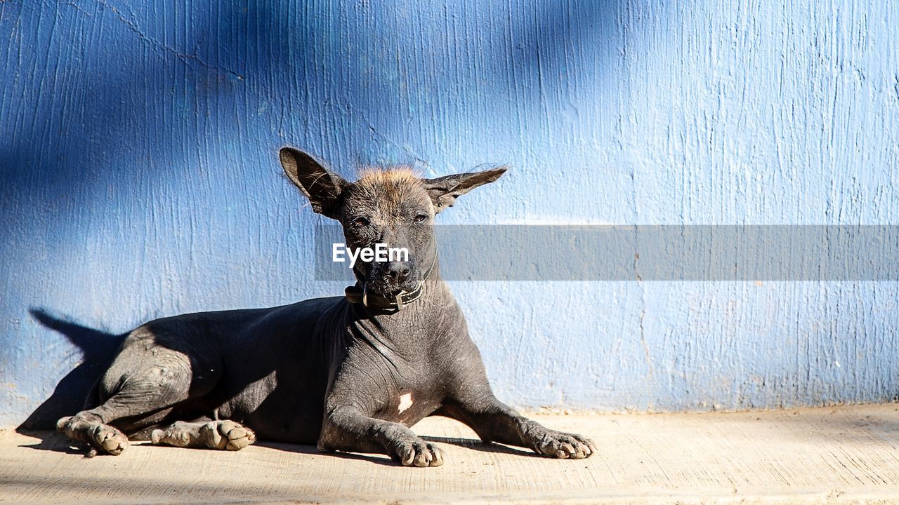 Portrait of xolo dog sitting on concrete wall