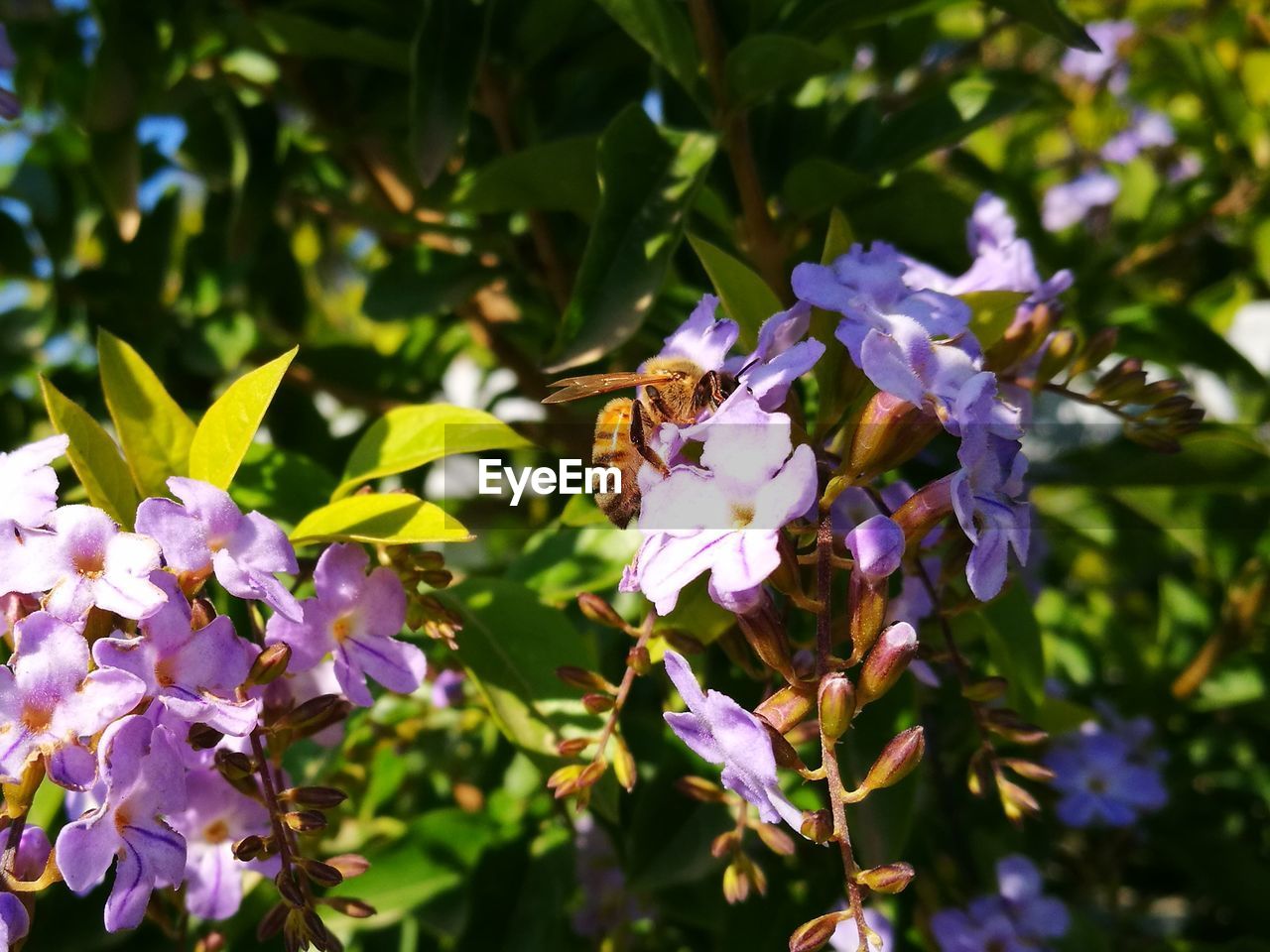 BEE ON PURPLE FLOWER