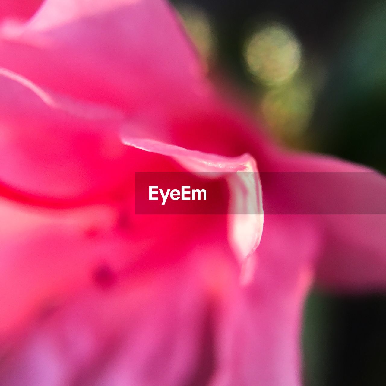 MACRO SHOT OF PINK FLOWER