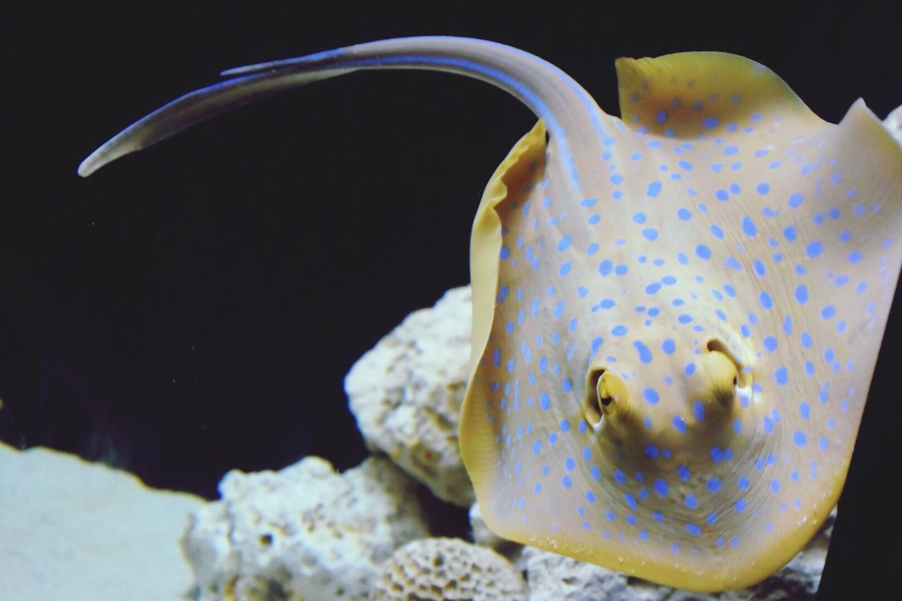 Close-up of a fish in sea