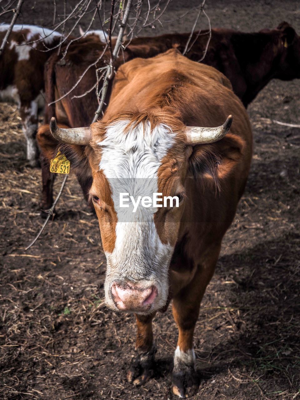 Portrait of cow standing on field