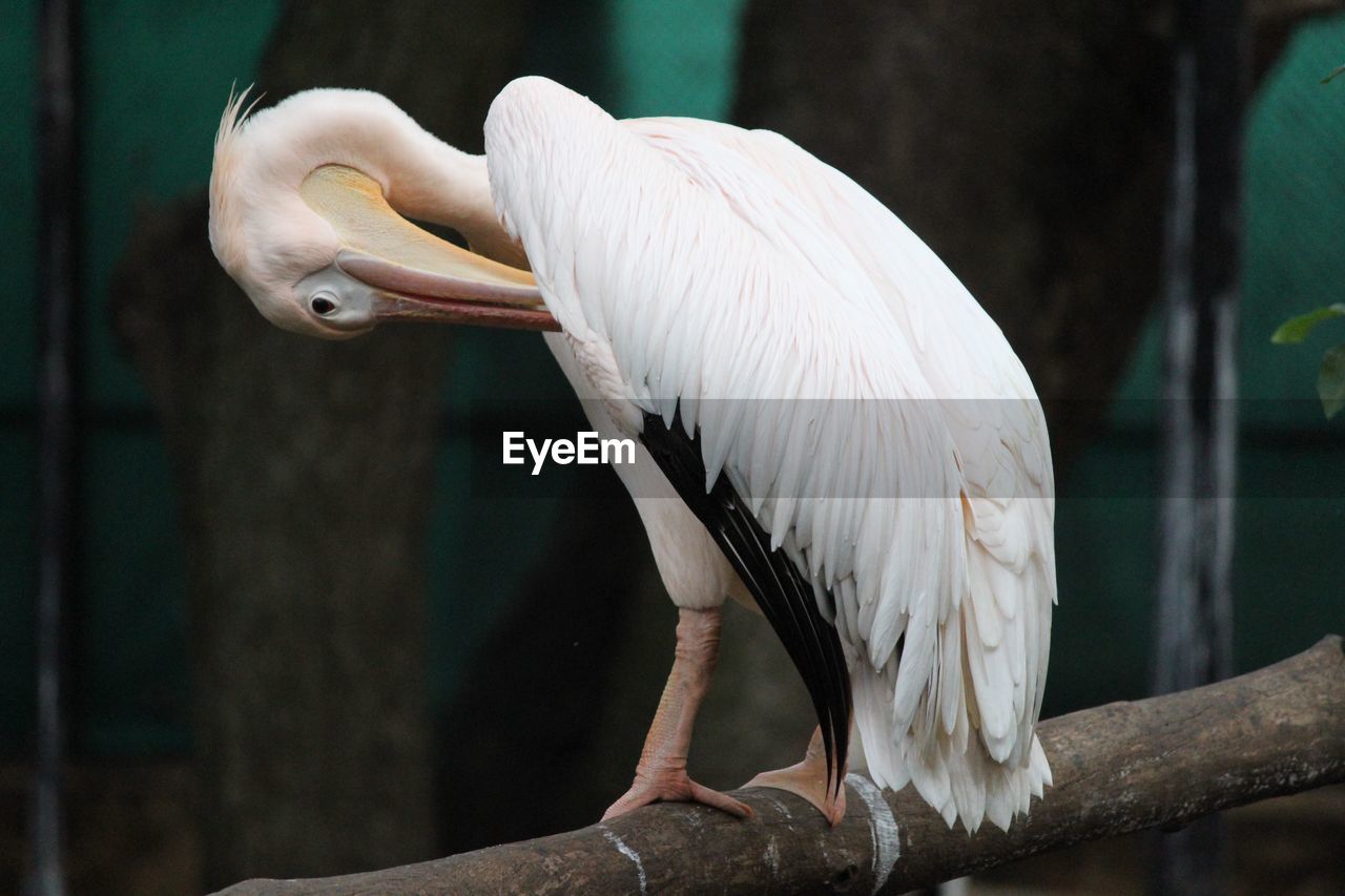 Close-up of bird perching on branch at zoo